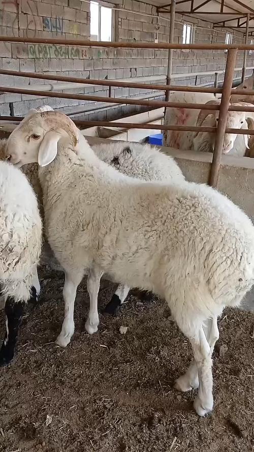 小尾寒羊高效植技术如何实现?-图3 小尾寒羊高效植技术如何实现?-图3