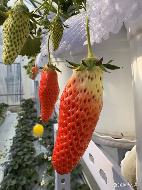 哪种草莓抗病性最强？-图3