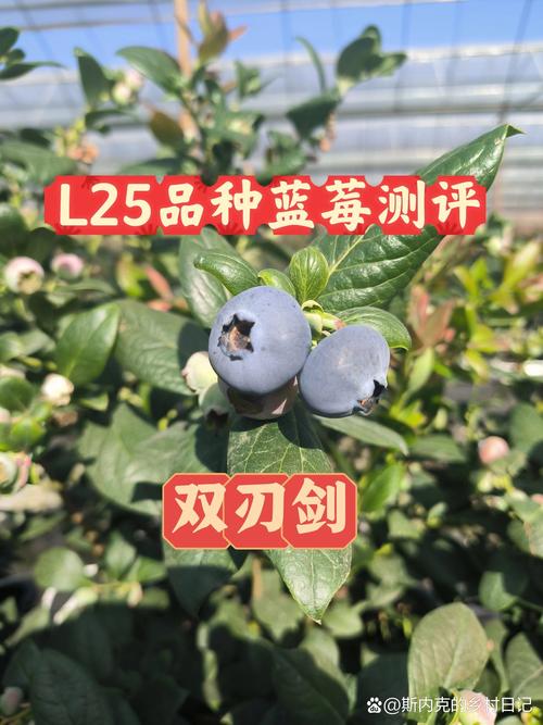 鹤壁适合种哪些蓝莓品种？-图2