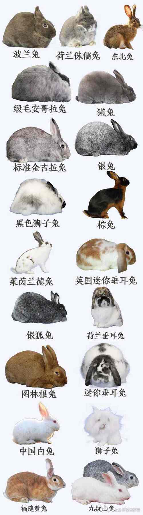常见兔子养殖品种有哪些?-图2 常见兔子养殖品种有哪些?-图2