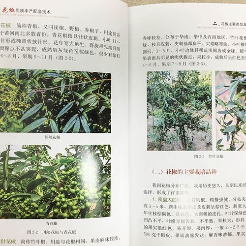 花椒种植技术要点有哪些？-图2