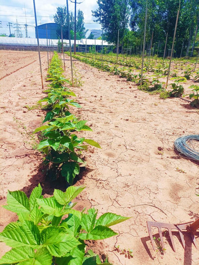 树莓种植技术视频上集讲了哪些要点？-图2