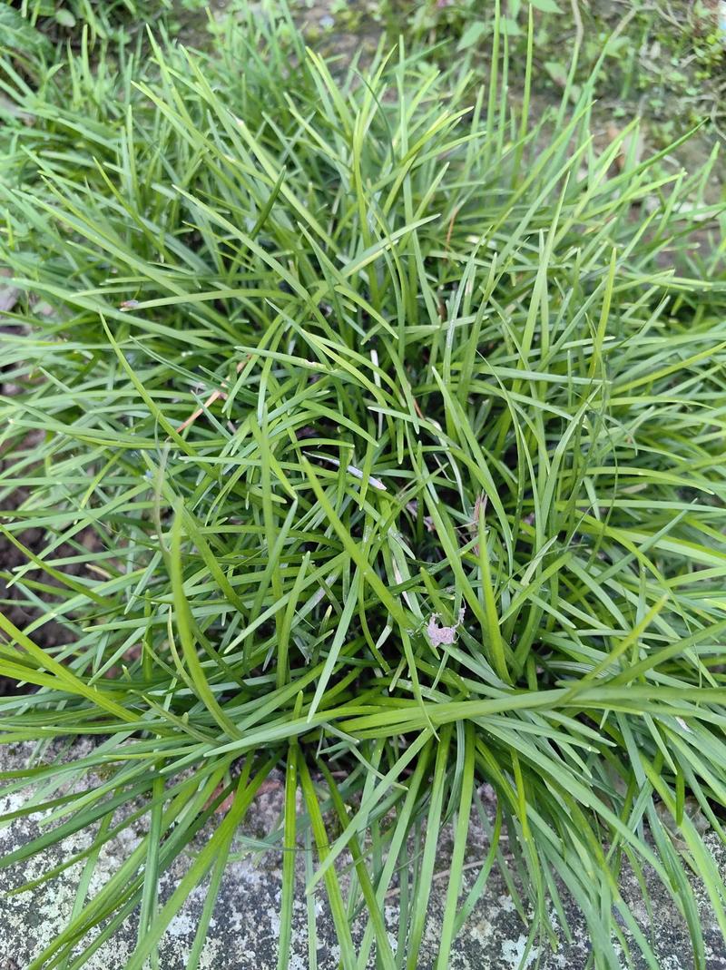 湖南冬季牧草品种有哪些优选？-图1