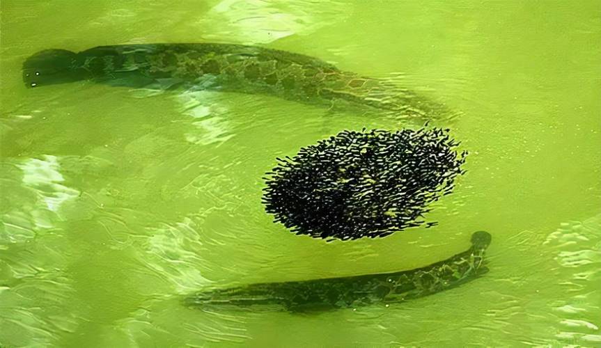 宁波野生淡水黑鱼价格为何这么高?-图1 宁波野生淡水黑鱼价格为何这么高?-图1