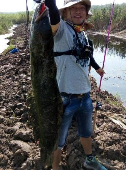 宁波野生淡水黑鱼价格为何这么高?-图3 宁波野生淡水黑鱼价格为何这么高?-图3