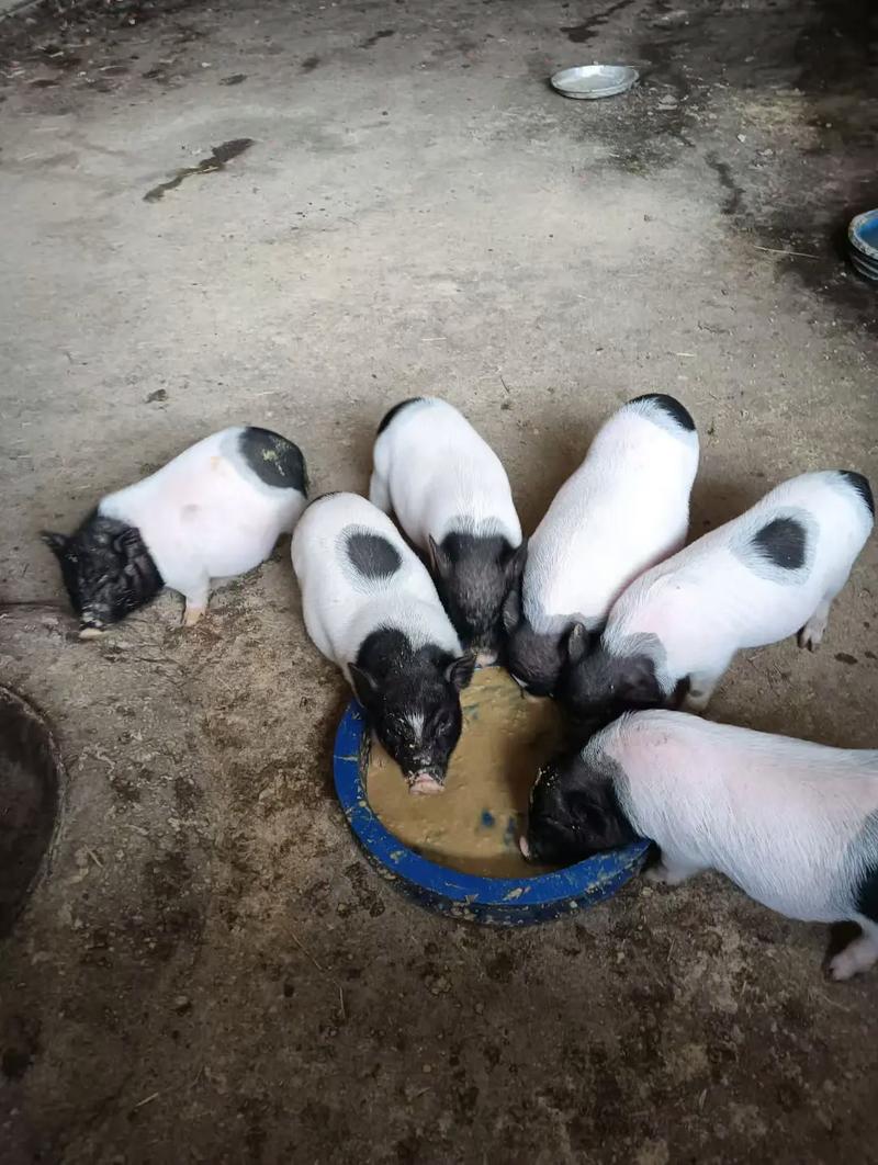 2025巴马香猪价格-图1