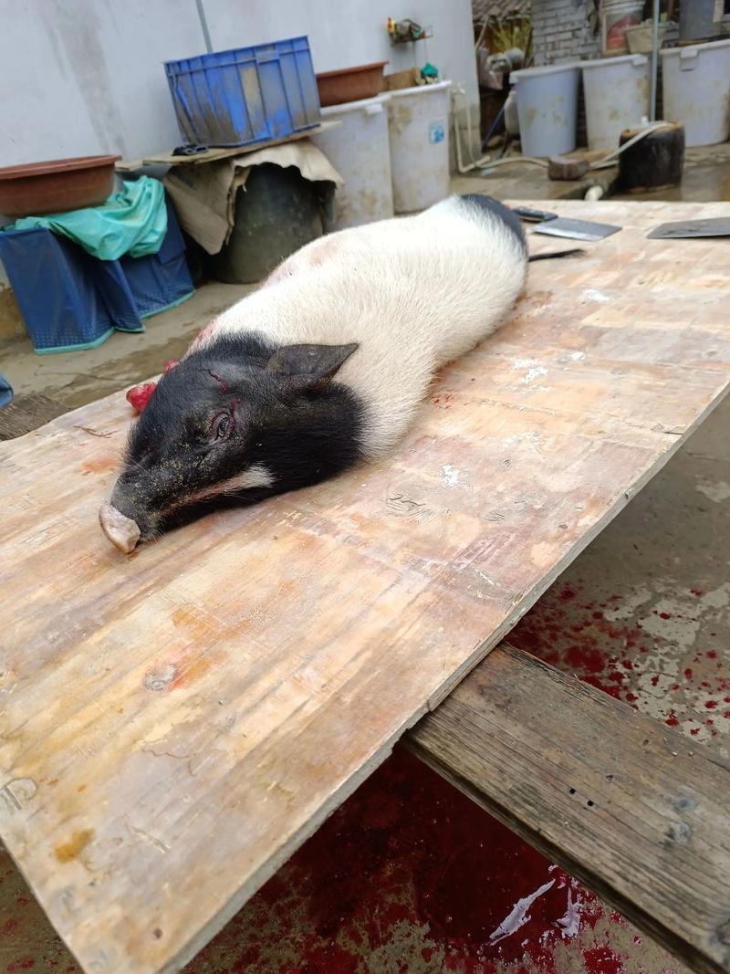 2025巴马香猪价格-图3