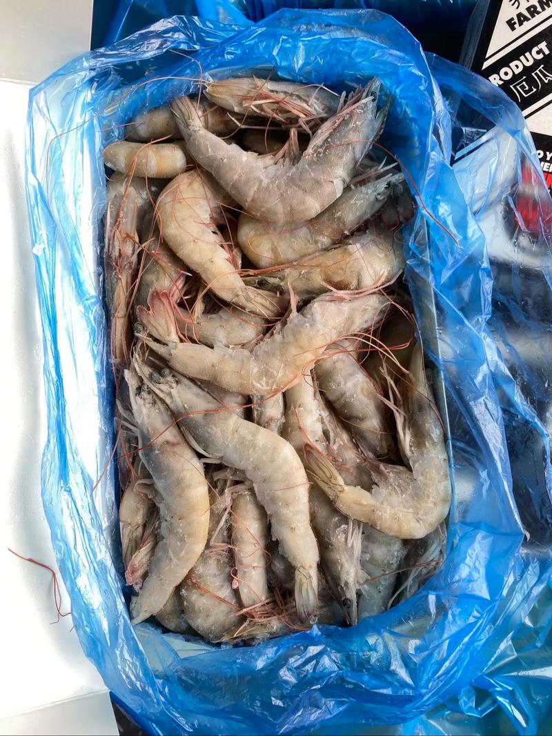 南美白对虾取代品种有哪些优势？-图1
