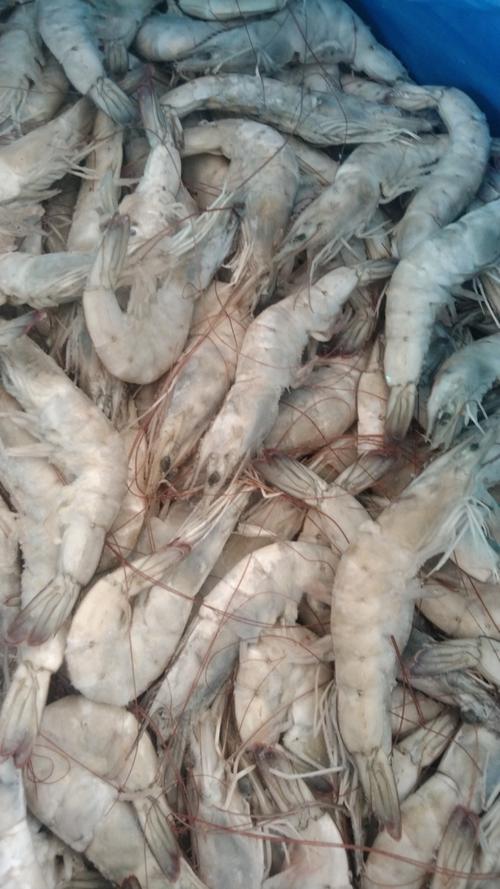 南美白对虾取代品种有哪些优势？-图3