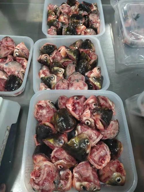 洪湖红叶水产白鲢价格现在多少钱？-图2