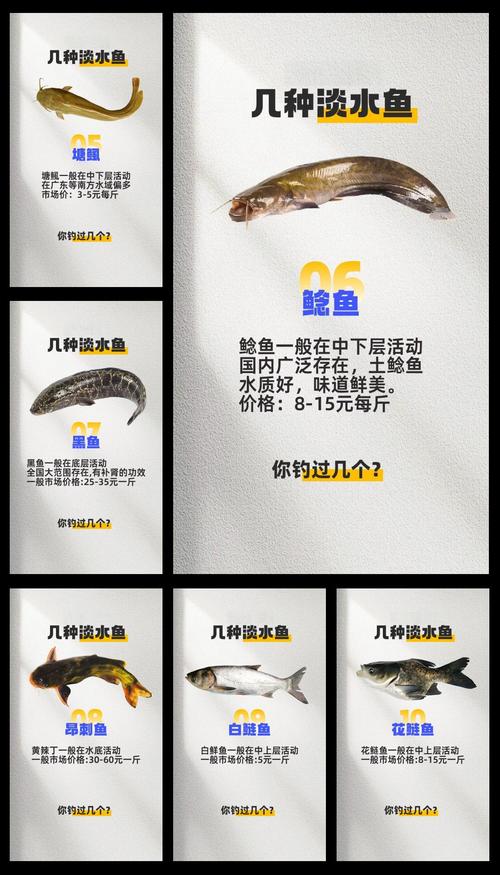 洪湖红叶水产白鲢价格现在多少钱？-图3