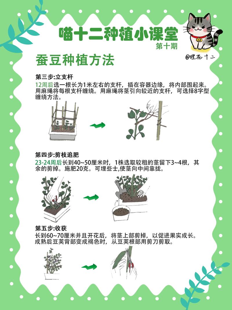 蚕豆打顶整枝怎么做才高产?-图1 蚕豆打顶整枝怎么做才高产?-图1