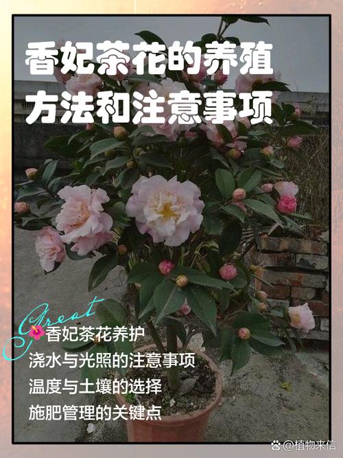 广西茶花栽培管理技术-图2