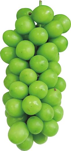 有哪些常见绿色葡萄品种？-图2