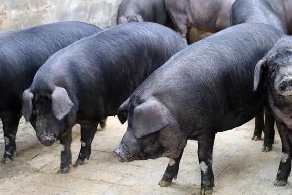 东北适合养啥生猪品种？-图1