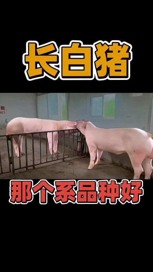 东北适合养啥生猪品种？-图2