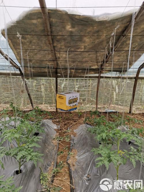 广西大棚养殖马蜂技术难点有哪些？-图1