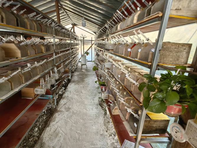 广西大棚养殖马蜂技术难点有哪些？-图2