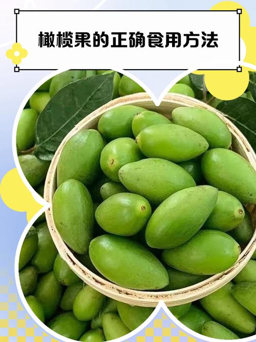 橄榄果有哪些常见品种?-图1 橄榄果有哪些常见品种?-图1