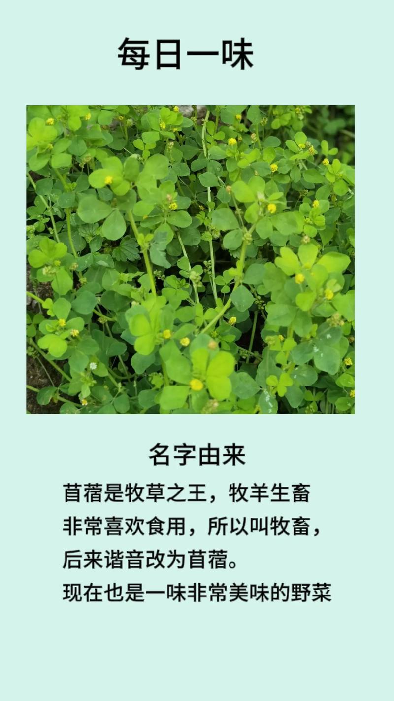 美国苜蓿种子有哪些优质品种?-图2 美国苜蓿种子有哪些优质品种?-图2