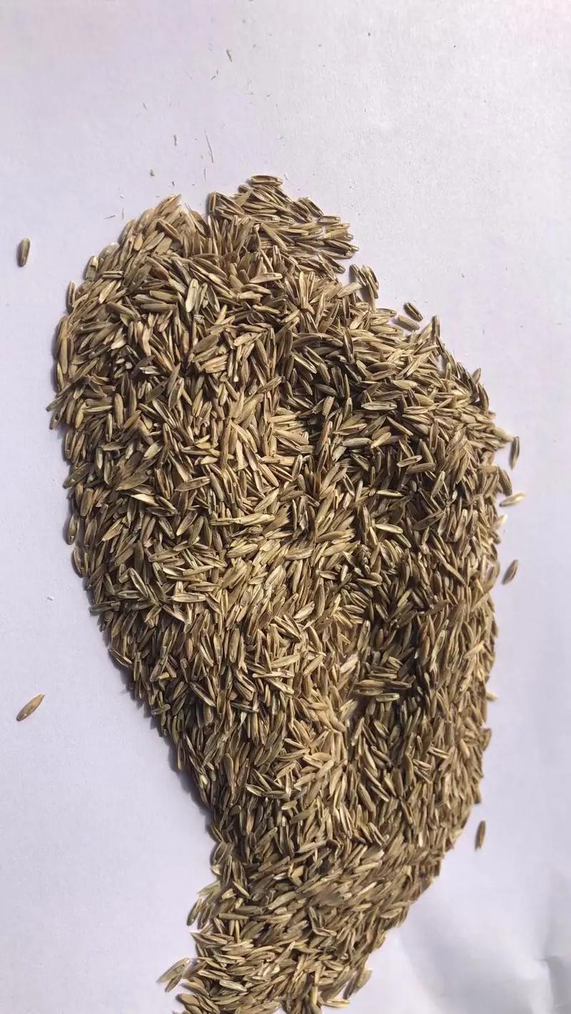 美国苜蓿种子有哪些优质品种?-图3 美国苜蓿种子有哪些优质品种?-图3