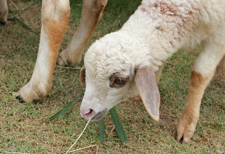 波尔山羊怎么判断品种-图3