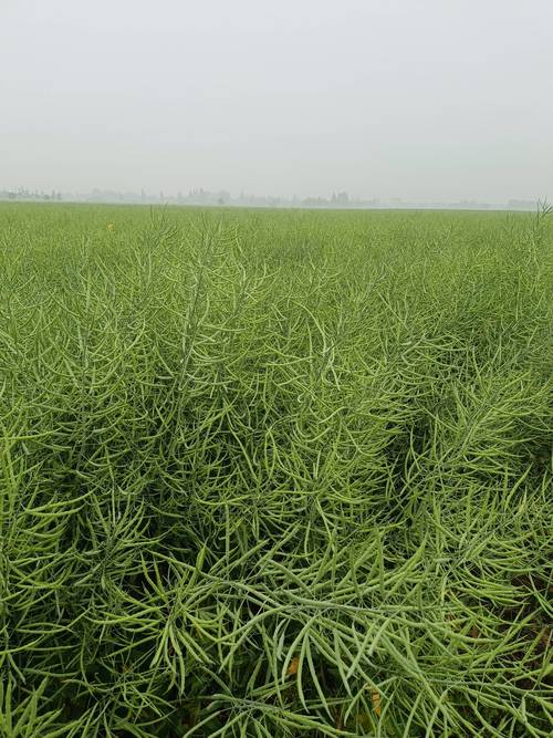 河北适合种哪些油菜品种?-图1 河北适合种哪些油菜品种?-图1