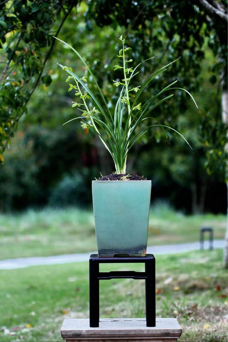 哪些蕙兰品种最名贵？-图1