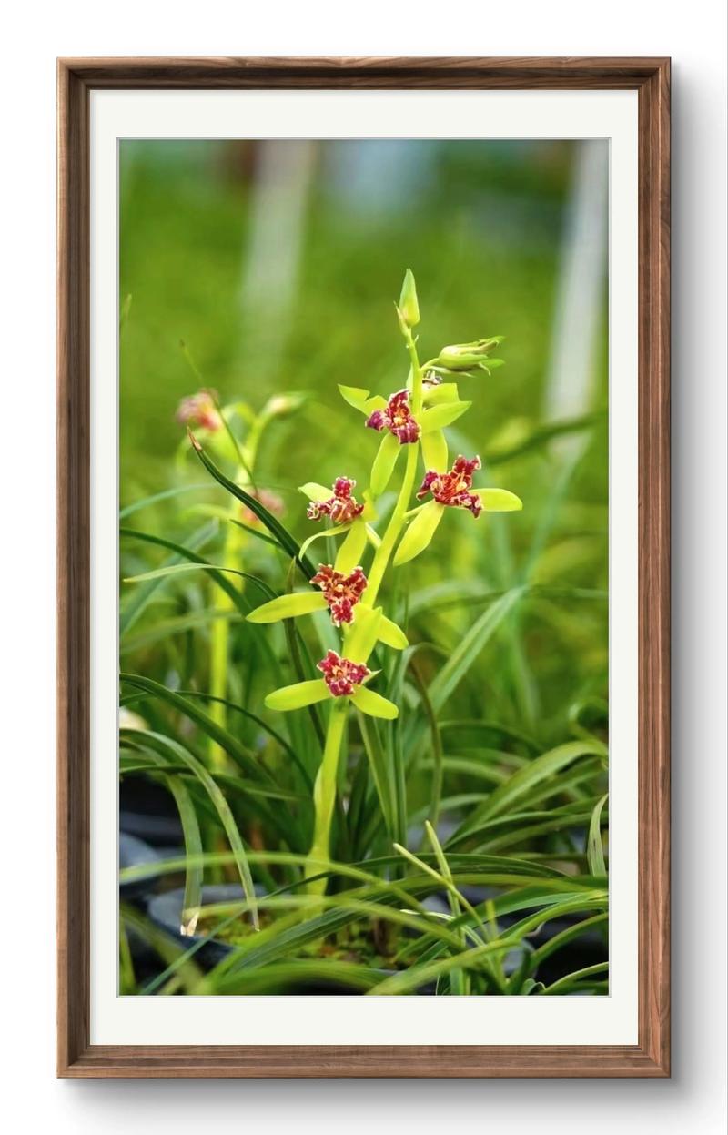 哪些蕙兰品种最名贵？-图3