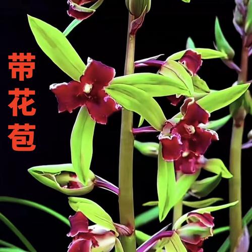 哪些蕙兰品种最名贵？-图2