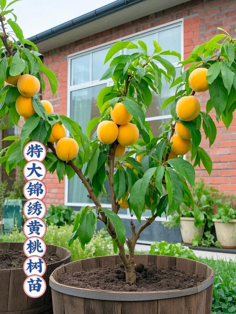 桃树品种怎么选？-图2