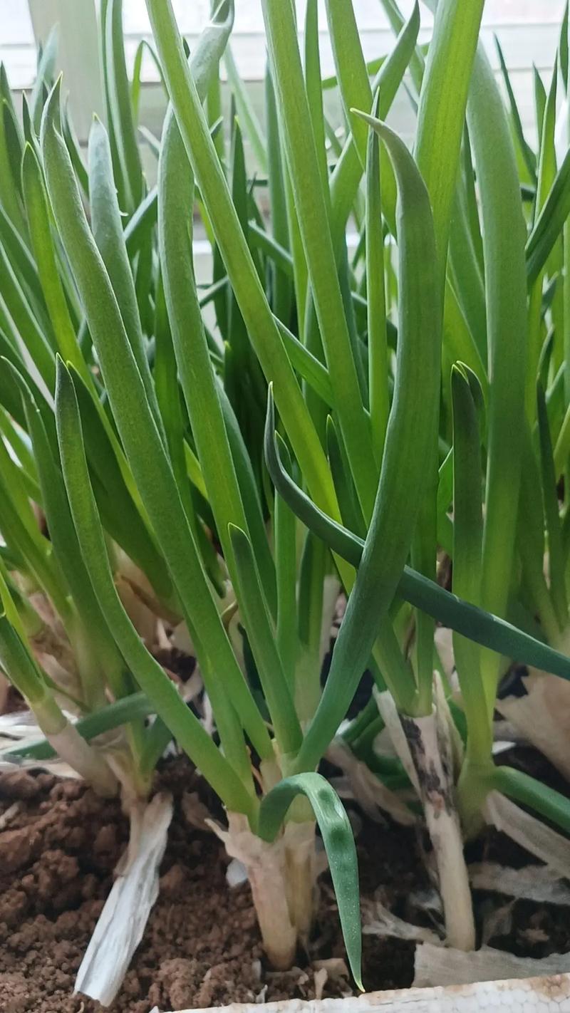 冬季大葱怎么种？技术要点有哪些？-图2