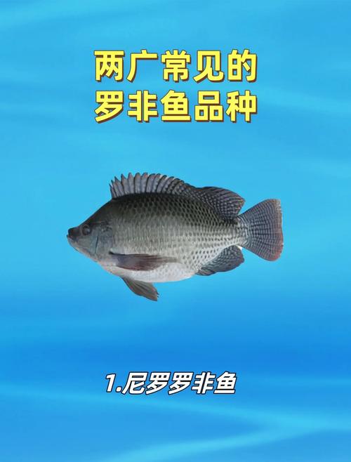 罗非鱼最后品种指什么？现存还是灭绝？-图2
