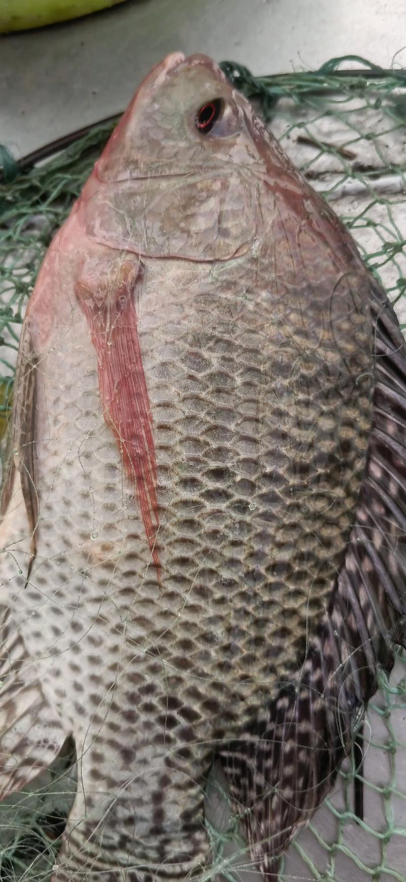 罗非鱼最后品种指什么？现存还是灭绝？-图1