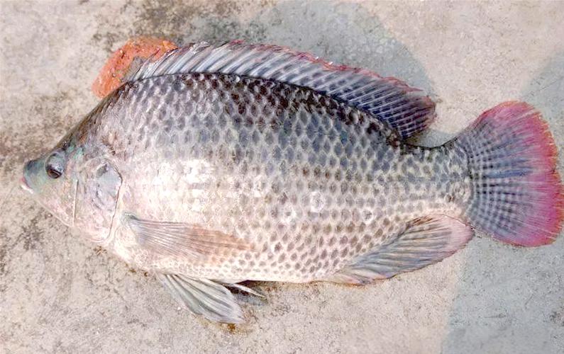 罗非鱼最后品种指什么？现存还是灭绝？-图3