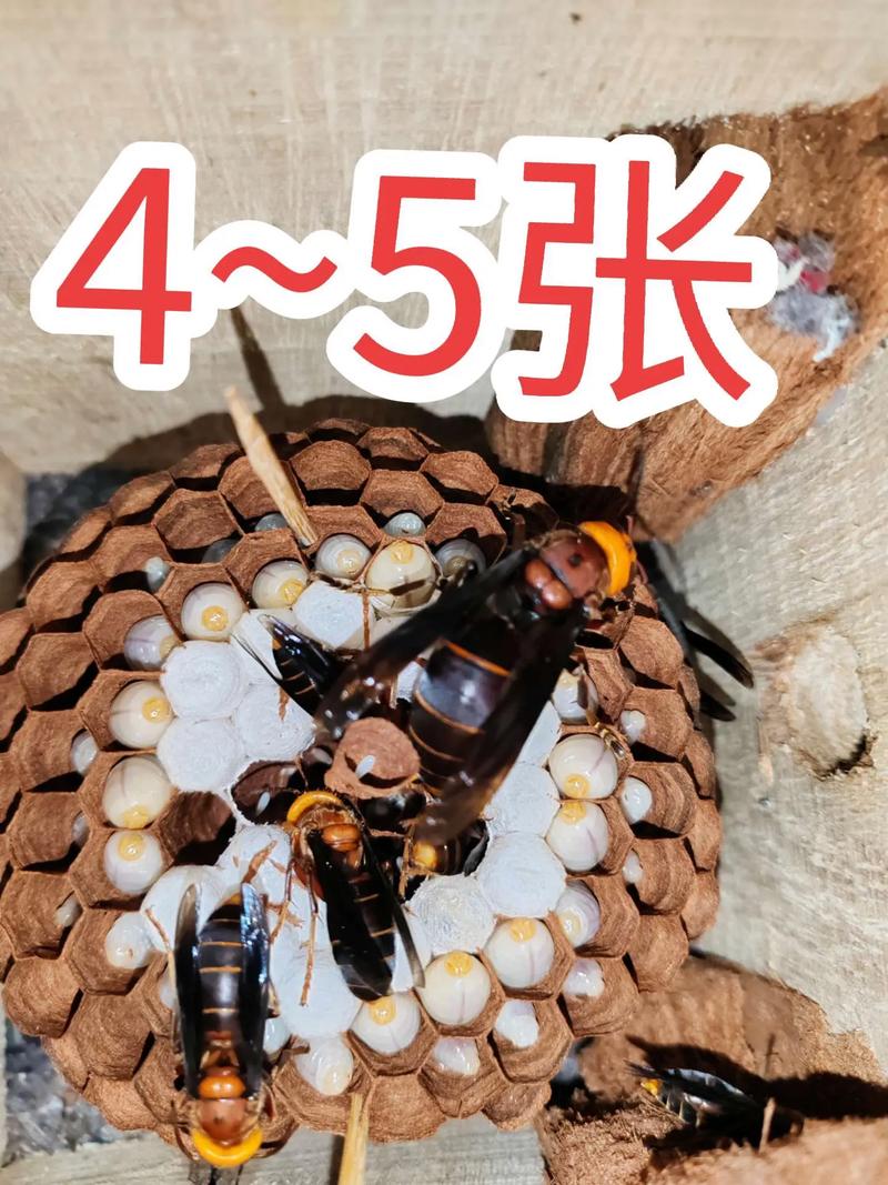 2025蜂群价格会涨还是跌？-图2