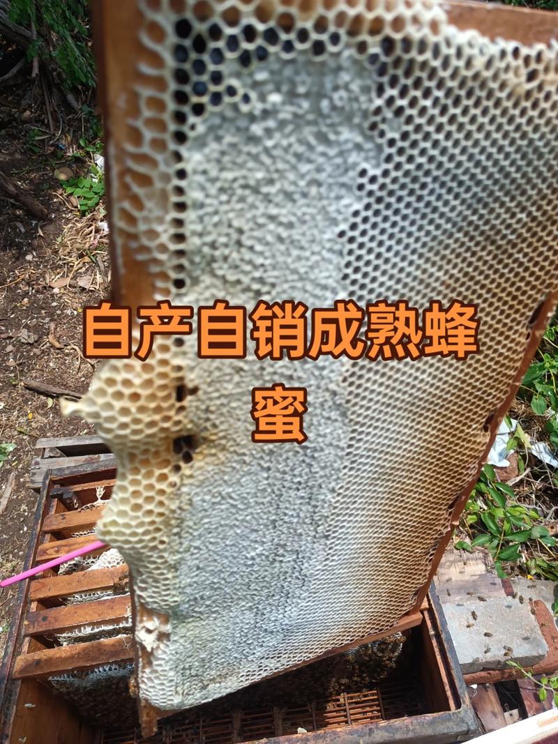 2025蜂群价格会涨还是跌？-图3