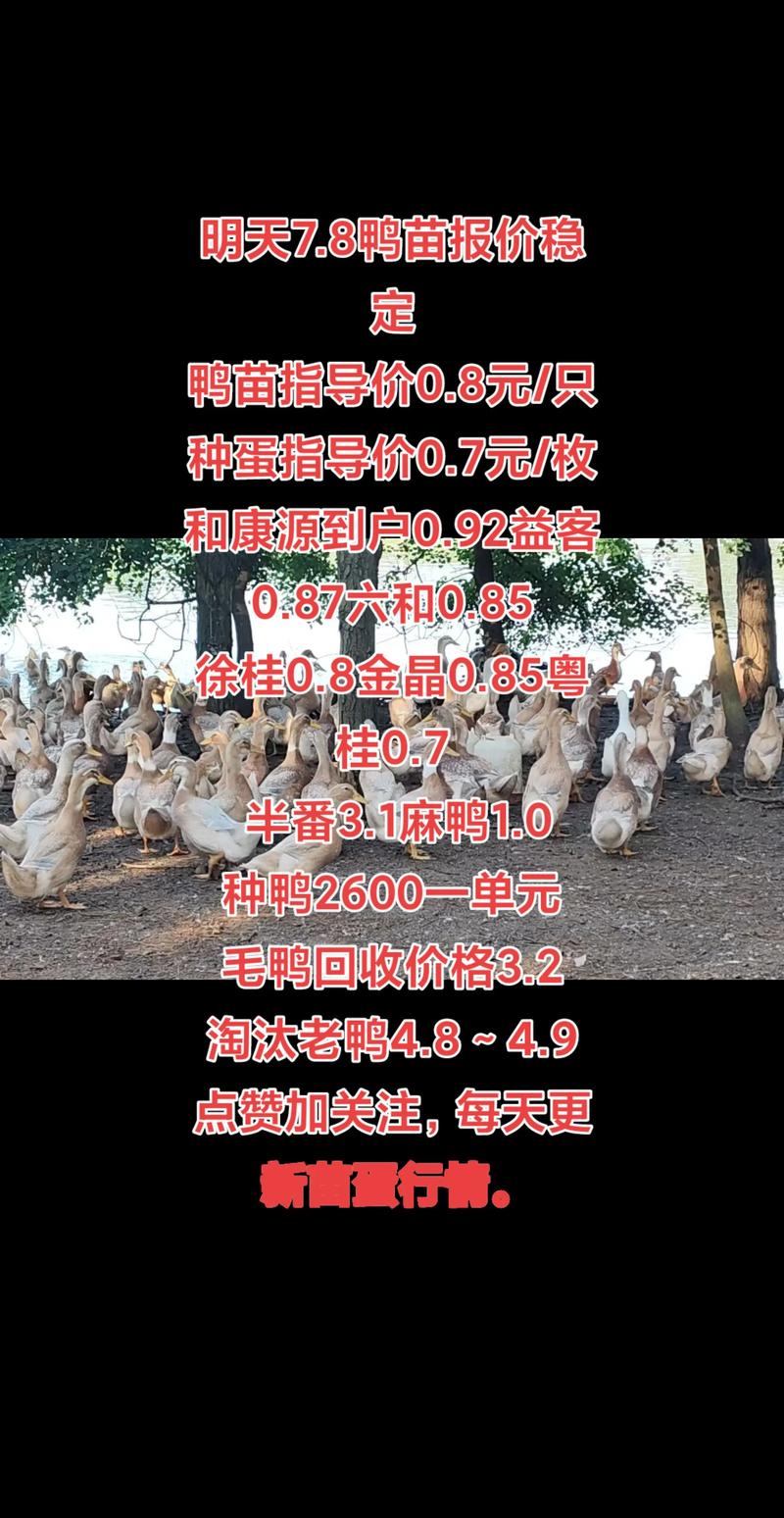 2025鸭苗价格走势如何？-图2