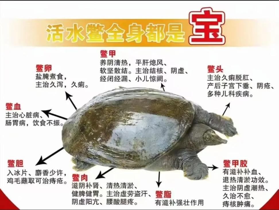 天然甲鱼怎么养才高效？-图3