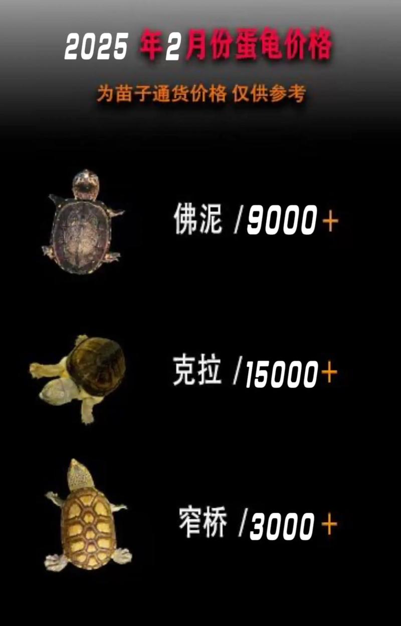 2025年东莞龟价会涨还是跌？-图1