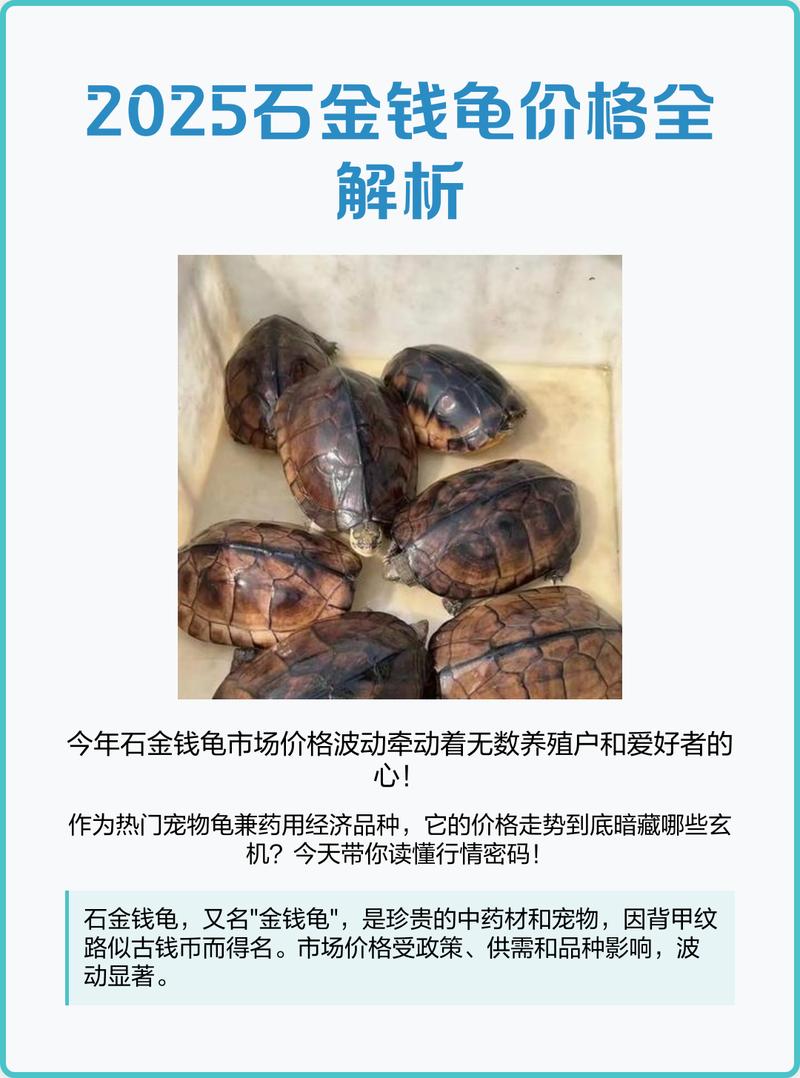 2025年东莞龟价会涨还是跌？-图2