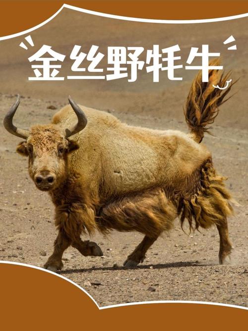 国内最贵牦牛品种是哪个?-图1 国内最贵牦牛品种是哪个?-图1