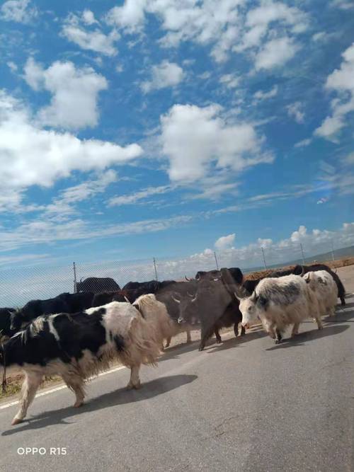 国内最贵牦牛品种是哪个?-图2 国内最贵牦牛品种是哪个?-图2