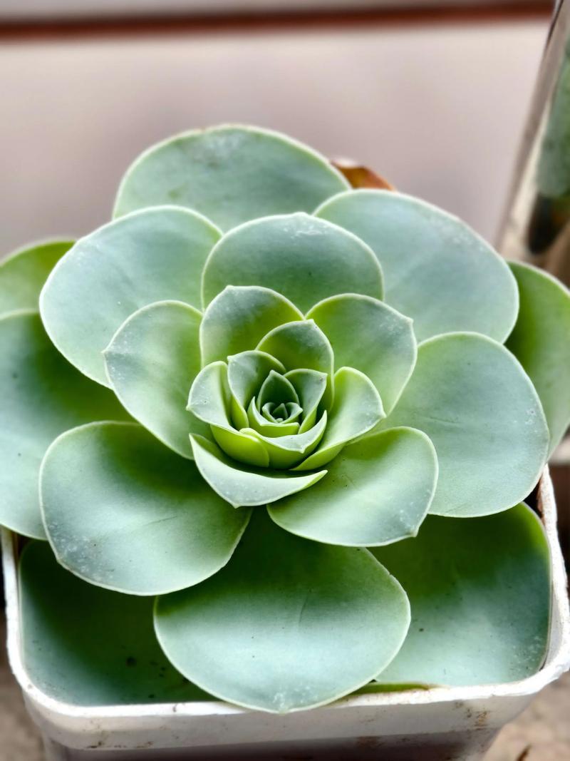 哪些山地玫瑰品种颜值最高？-图2