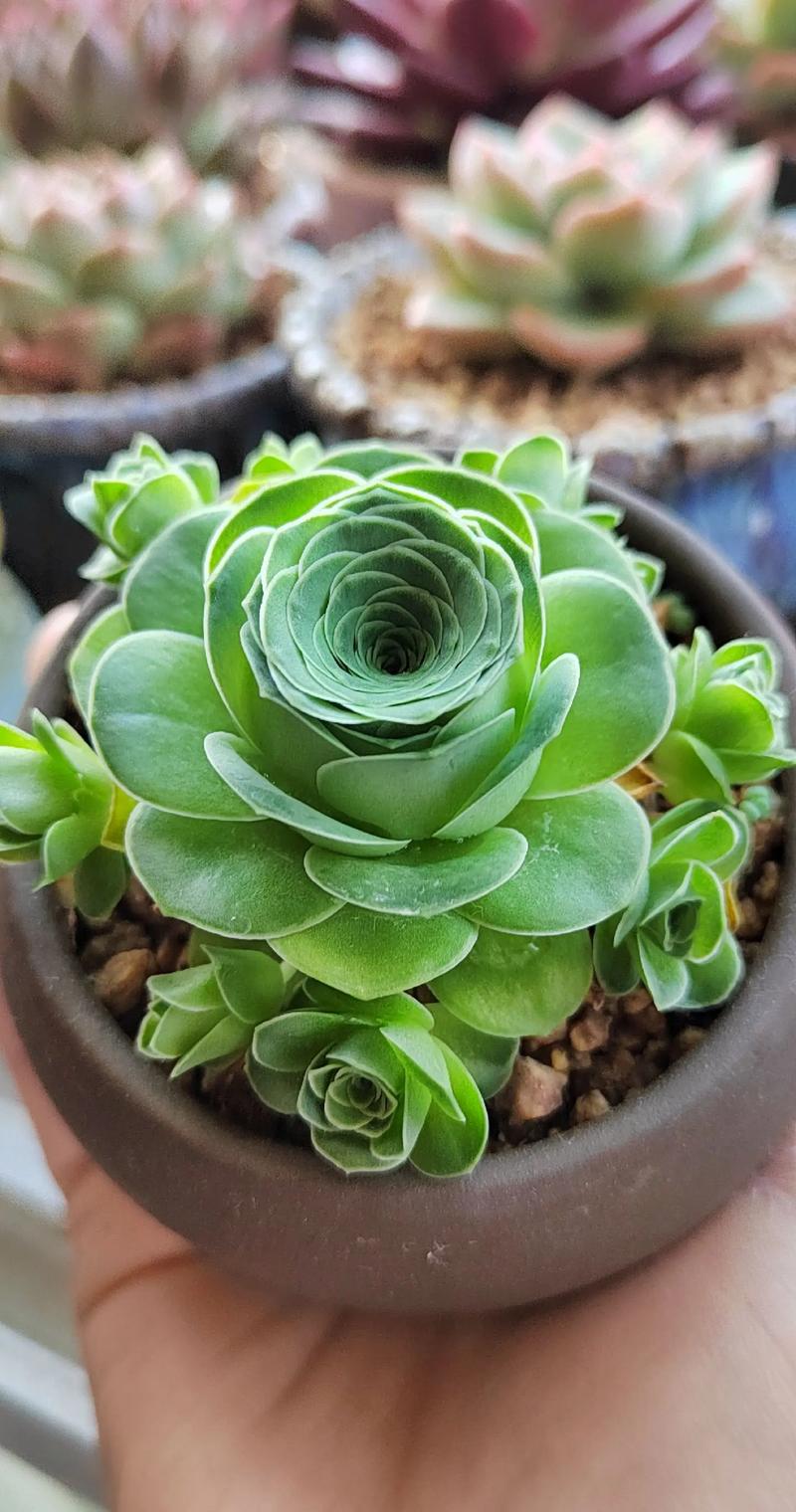 哪些山地玫瑰品种颜值最高？-图3