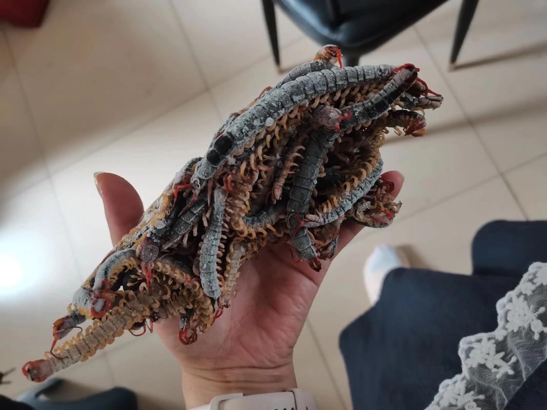 2025年商品蝎价格会涨还是跌？-图3