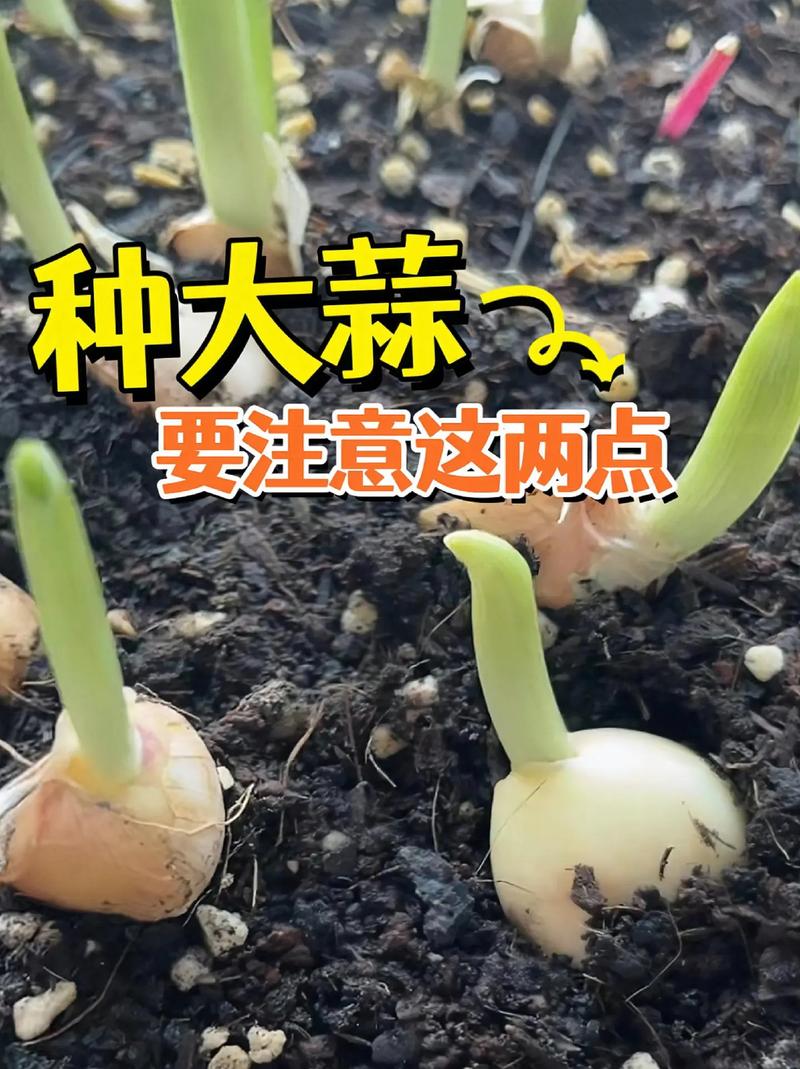 温室大蒜种植技术视频怎么学？-图1