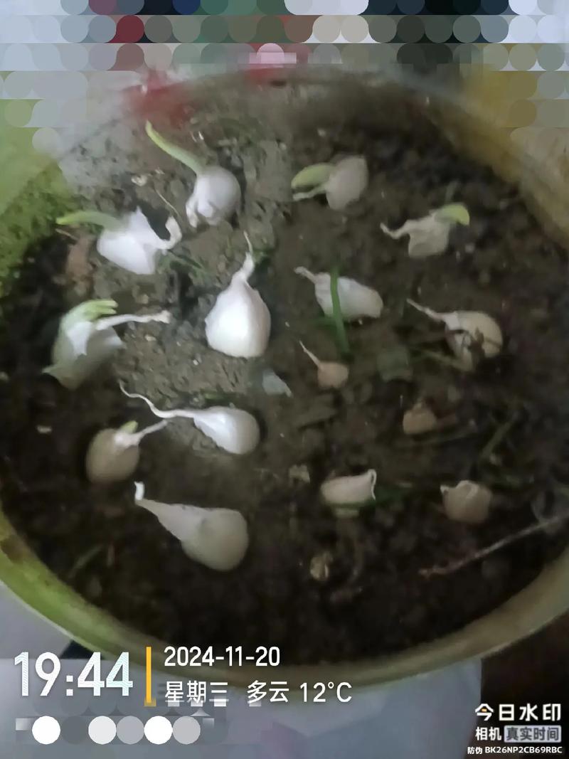 温室大蒜种植技术视频怎么学？-图2