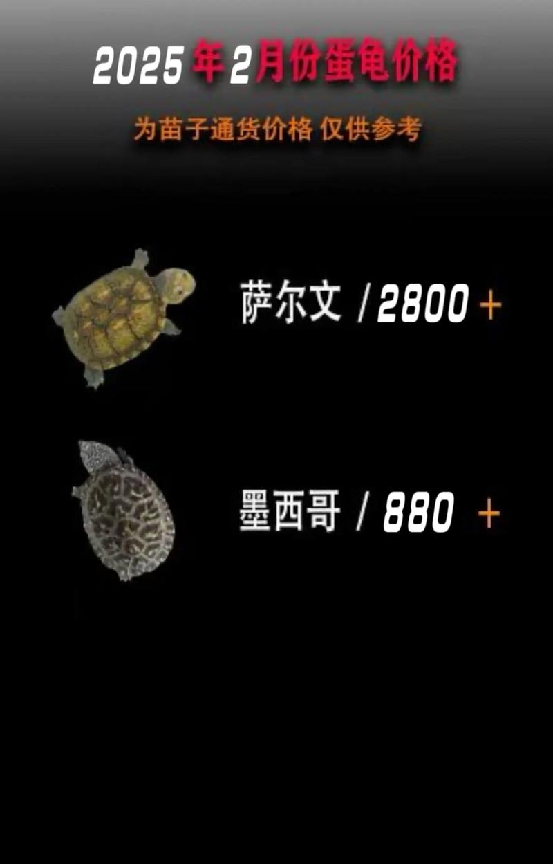 2025龟苗价格行情会涨还是跌？-图2