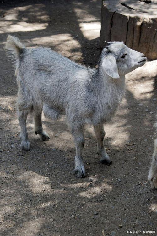 中国最好山羊品种有哪些?-图2 中国最好山羊品种有哪些?-图2